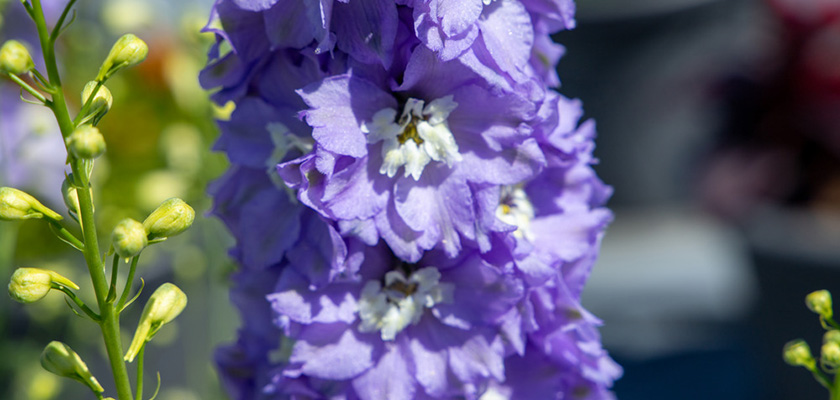 
                        Delphinium
             
                        hybrida
             
                        Benary's Pacific
             
                        Guinevere
            