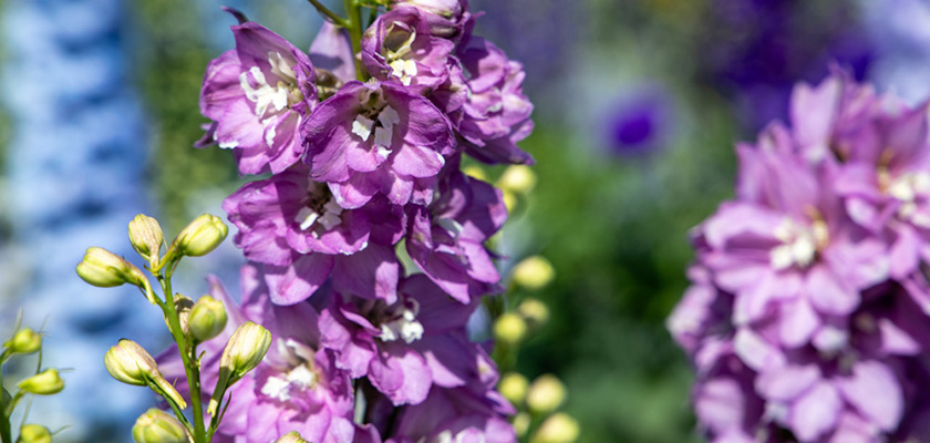 
                        Delphinium
             
                        hybrida
             
                        Benary's Pacific
             
                        Astolat
            