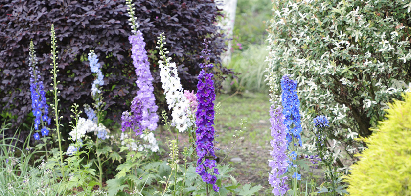 
                        Delphinium
             
                        hybrida
             
                        Benary's Pacific
             
                        Mix
            