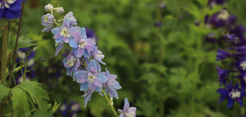 
                        Delphinium
             
                        hybrida
             
                        Benary's Pacific
             
                        Summer Skies
            