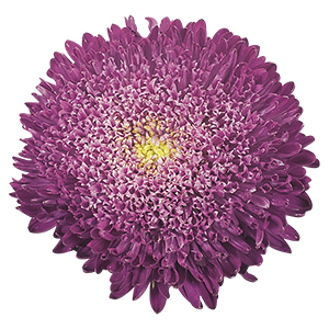 
                        Callistephus
             
                        chinensis
             
                        Benary's Princess
             
                        Blue
            