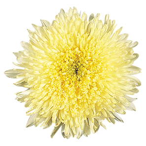 
                        Callistephus
             
                        chinensis
             
                        Benary's Princess
             
                        Yellow
            