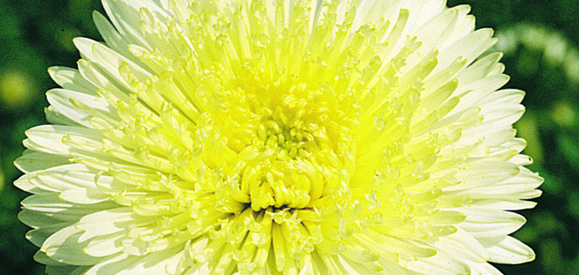 
                        Callistephus
             
                        chinensis
             
                        Benary's Princess
             
                        Yellow
            