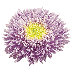 Callistephus
             
                        chinensis
             
                        Benary's Princess
             
                        Light Blue