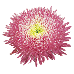 
                        Callistephus
             
                        chinensis
             
                        Benary's Princess
             
                        Crimson
            