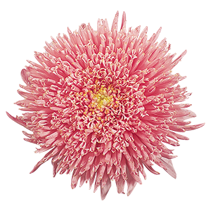 
                        Callistephus
             
                        chinensis
             
                        Benary's Princess
             
                        Salmon Rose
            