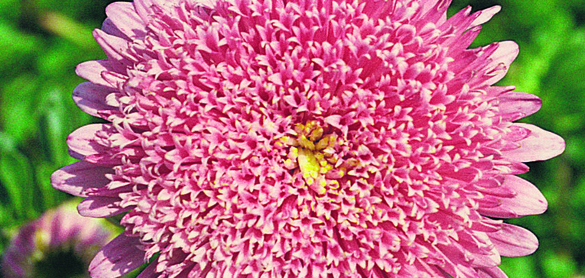 
                        Callistephus
             
                        chinensis
             
                        Benary's Princess
             
                        Salmon Rose
            