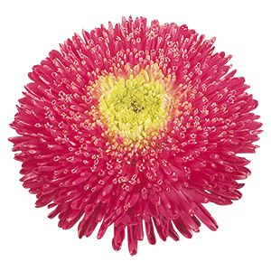 
                        Callistephus
             
                        chinensis
             
                        Benary's Princess
             
                        Bright Rose
            