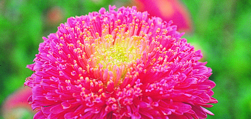 
                        Callistephus
             
                        chinensis
             
                        Benary's Princess
             
                        Bright Rose
            