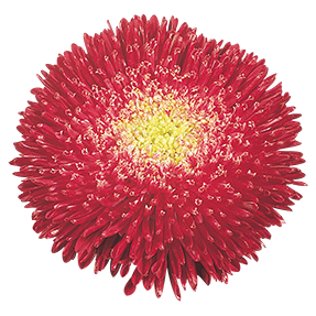 
                        Callistephus
             
                        chinensis
             
                        Benary's Princess
             
                        Bright Red
            