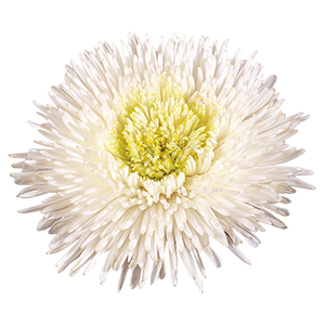 
                        Callistephus
             
                        chinensis
             
                        Benary's Princess
             
                        White
            