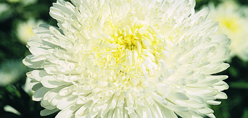 
                        Callistephus
             
                        chinensis
             
                        Benary's Princess
             
                        White
            