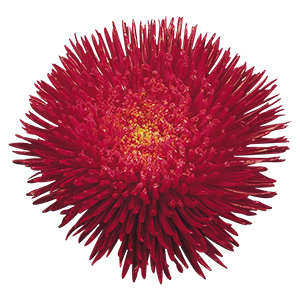 
                        Callistephus
             
                        chinensis
             
                        Benary's Princess
             
                        Deep Red
            