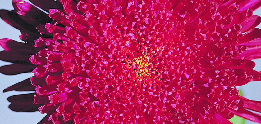 
                        Callistephus
             
                        chinensis
             
                        Benary's Princess
             
                        Deep Red
            