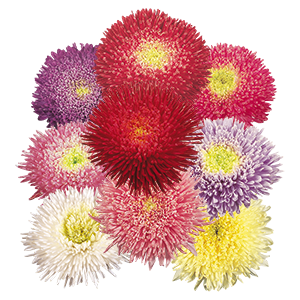 
                        Callistephus
             
                        chinensis
             
                        Benary's Princess
             
                        Mix
            