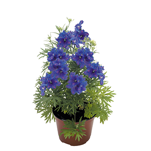 
                        Delphinium
             
                        grandiflorum
             
                        Blue Mirror
            
