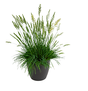 
                        Koeleria
             
                        glauca
             
                        Bluey
            