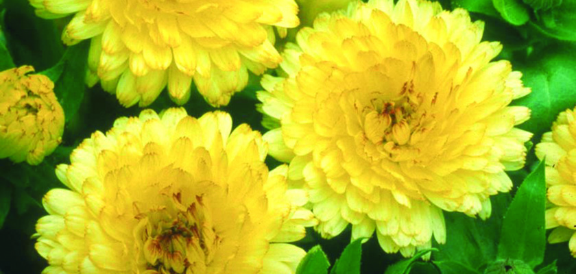 
                        Calendula
             
                        officinalis
             
                        Bon Bon
             
                        Light Yellow
            