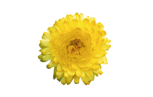 Calendula
officinalis
Bon Bon
Light Yellow