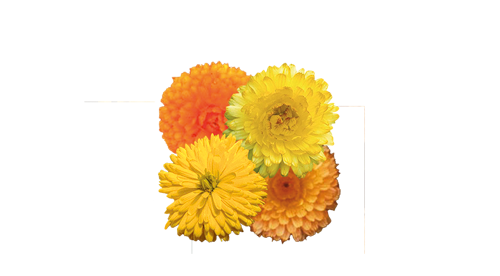 
                        Calendula
             
                        officinalis
             
                        Bon Bon
            