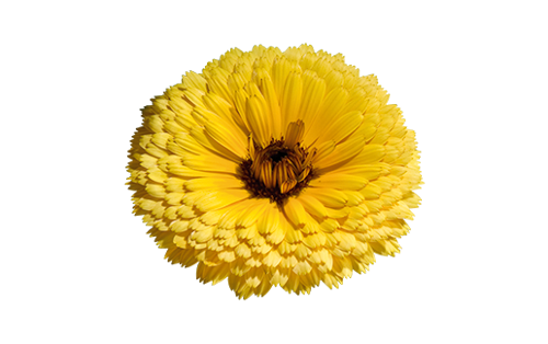 Calendula
officinalis
Bon Bon
Yellow