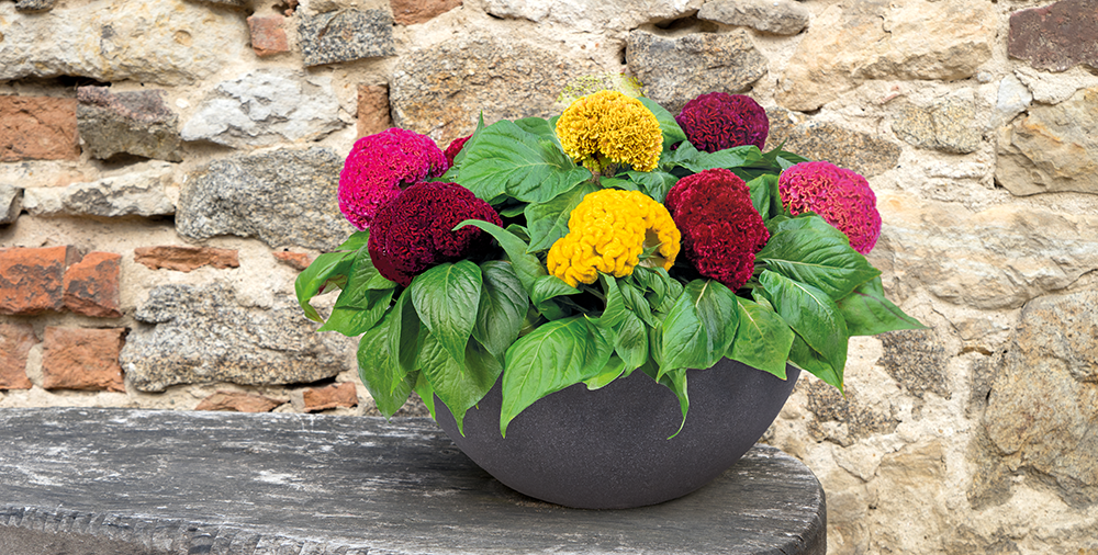 Celosia
             
                        cristata
             
                        Brainiac
             
                        Mix (excl. Raven Red)