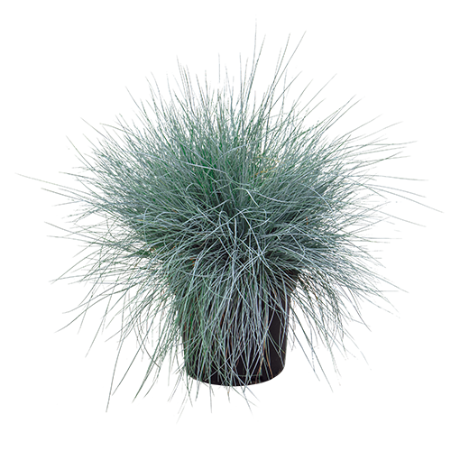 
                        Festuca
             
                        valesiaca var. glaucantha
             
                        Buddy
             
                        Blue
            