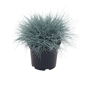
                        Festuca
             
                        valesiaca var. glaucantha
             
                        Buddy
             
                        Blue
            