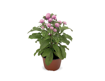 
                        Gomphrena
             
                        globosa
             
                        Buddy
             
                        Rose
            