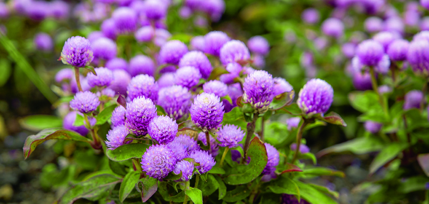 
                        Gomphrena
             
                        globosa
             
                        Buddy
             
                        Rose
            