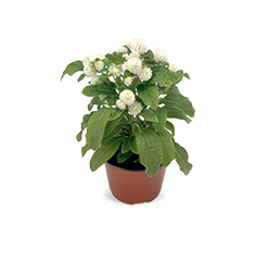 
                        Gomphrena
             
                        globosa
             
                        Buddy
             
                        White
            