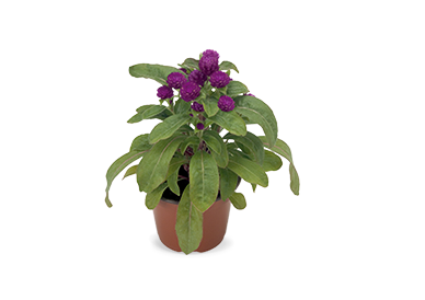 
                        Gomphrena
             
                        globosa
             
                        Buddy
             
                        Purple
            