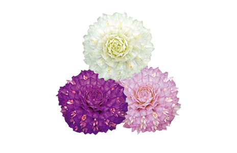 Gomphrena globosa Buddy Mix