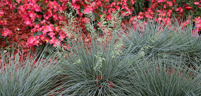 
                        Festuca
             
                        valesiaca var. glaucantha
             
                        Buddy
             
                        Blue
            