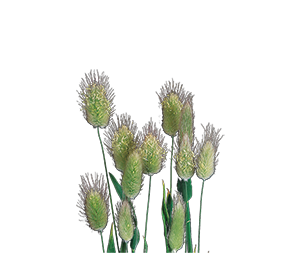 Lagurus
ovatus
Bunny