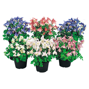 Aquilegia
             
                        flabellata F₁
             
                        Cameo
             
                        Mix