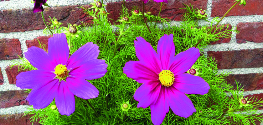 
                        Cosmos
             
                        bipinnatus
             
                        Casanova
             
                        Violet
            