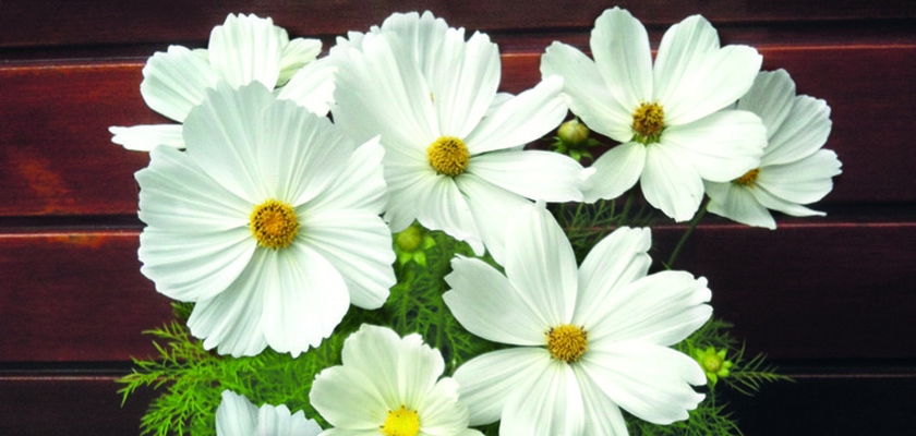 
                        Cosmos
             
                        bipinnatus
             
                        Casanova
             
                        White
            