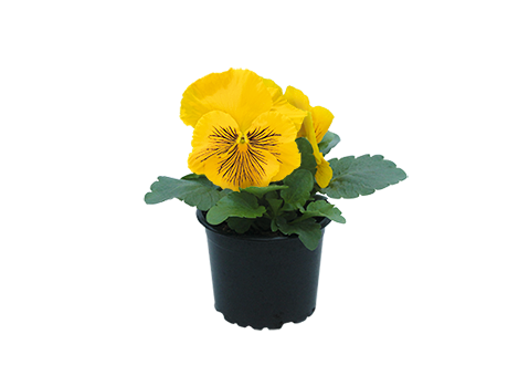 Viola
wittrockiana F₁
Cats® Plus
Yellow