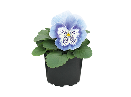 Viola
wittrockiana F₁
Cats® Plus
Marina