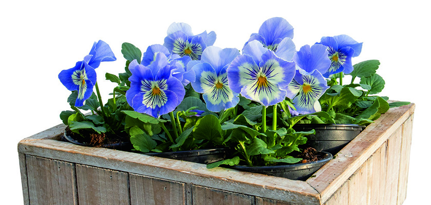 
                        Viola
             
                        wittrockiana F₁
             
                        Cats® Plus
             
                        Marina
            