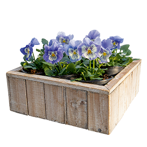 
                        Viola
             
                        wittrockiana F₁
             
                        Cats® Plus
             
                        Marina
            