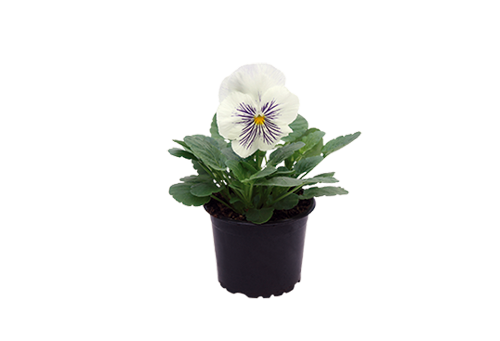 Viola
wittrockiana F₁
Cats® Plus
White