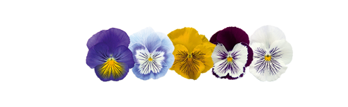 Viola
wittrockiana F₁
Cats® Plus