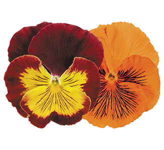 
                        Viola
             
                        wittrockiana F₁
             
                        Cats®
            