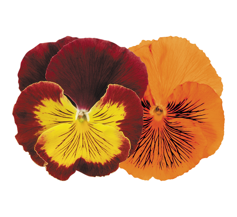 Viola wittrockiana F₁ Cats® 