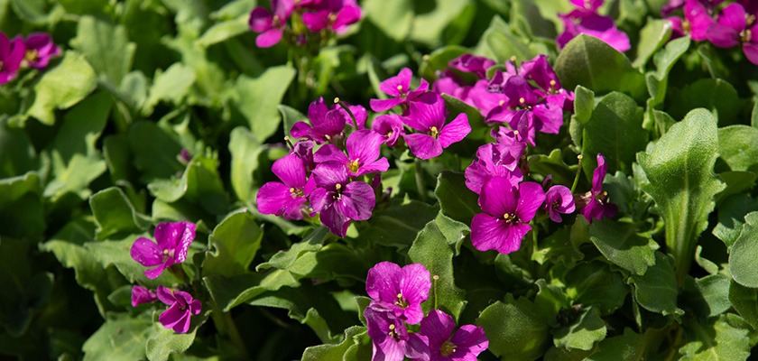 
                        Arabis
             
                        caucasica
             
                        Catwalk
             
                        Pink
            