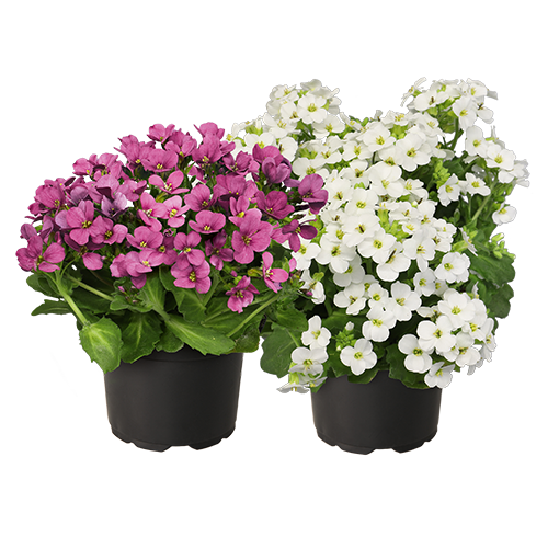 Arabis caucasica Catwalk 
