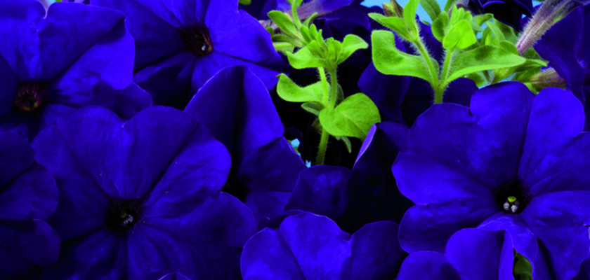 
                        Petunia
             
                        x hybrida F₁
             
                        Celebrity
             
                        Blue
            