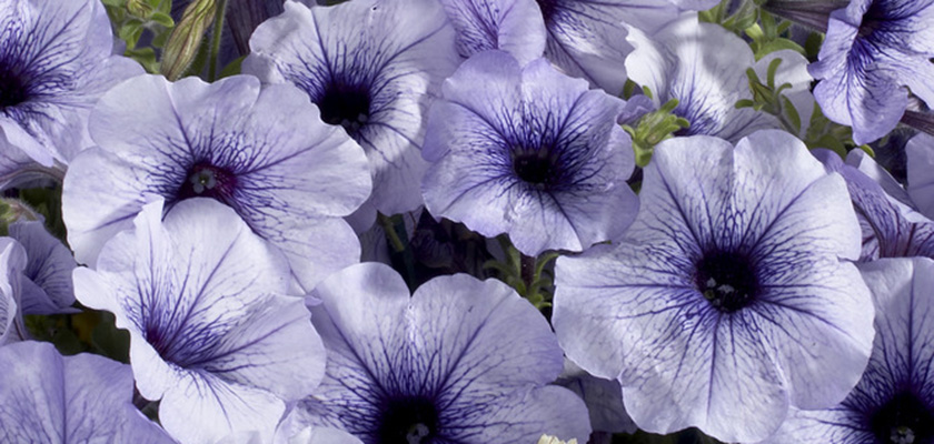 
                        Petunia
             
                        x hybrida F₁
             
                        Celebrity
             
                        Blue Ice
            